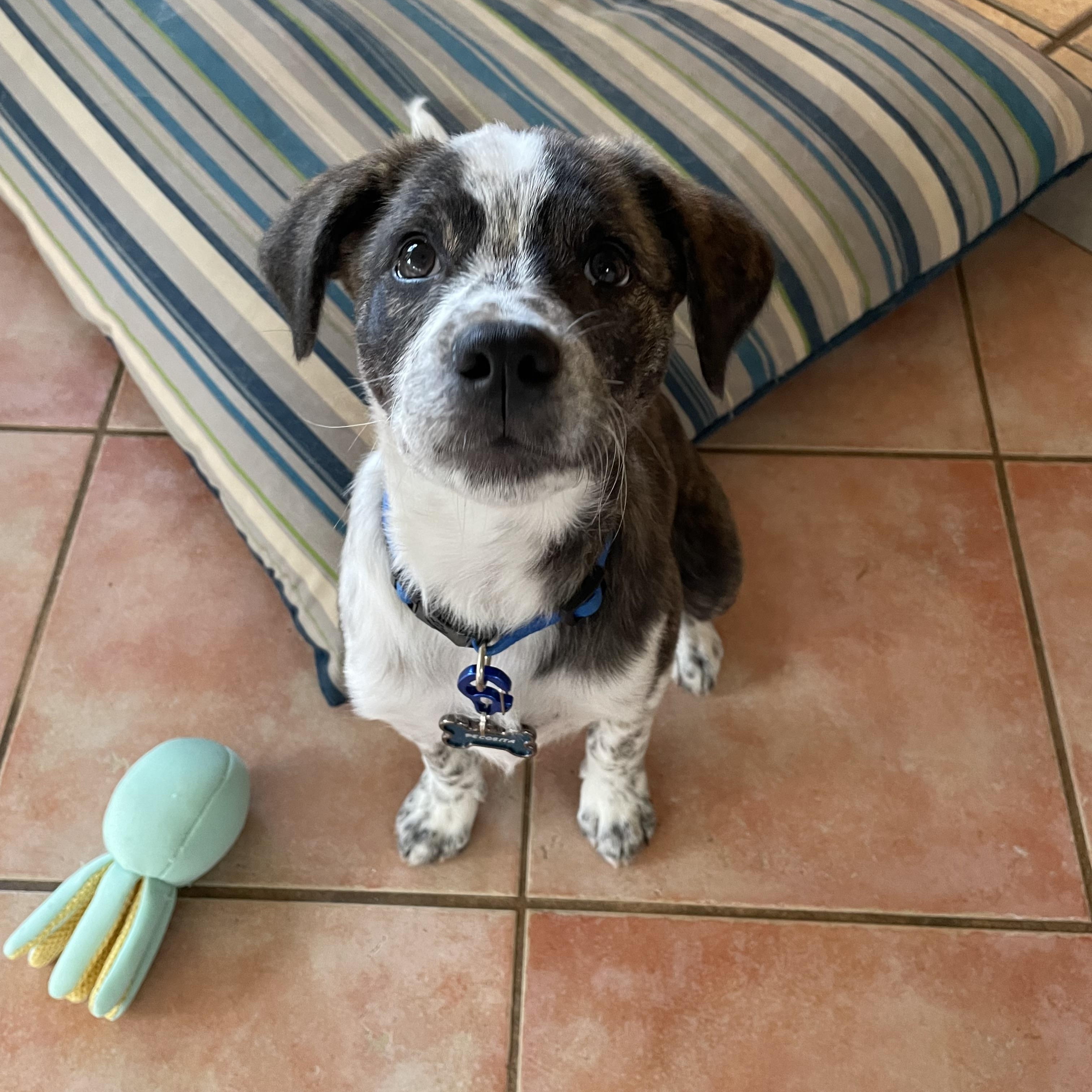 Dottie