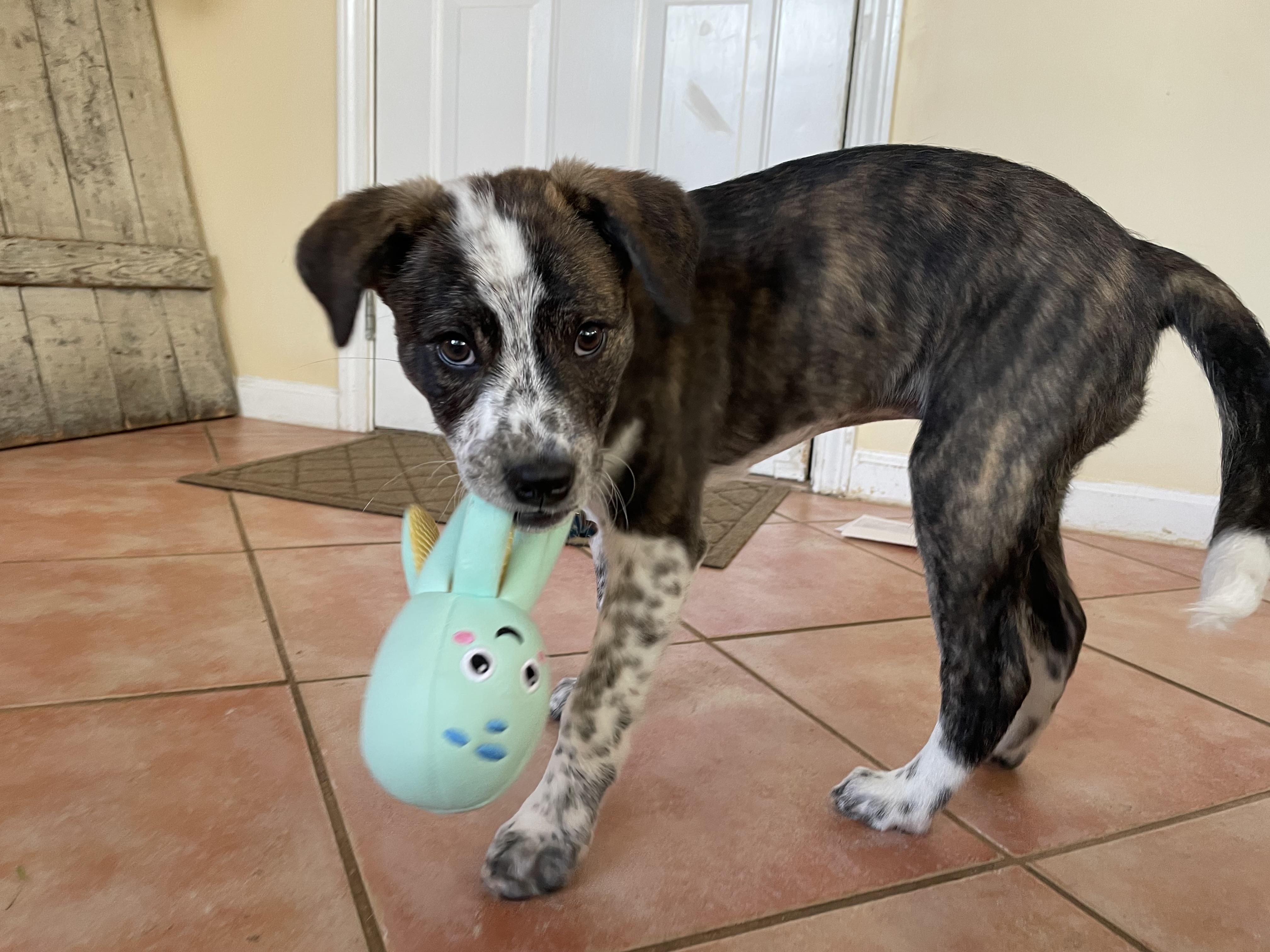 Dottie