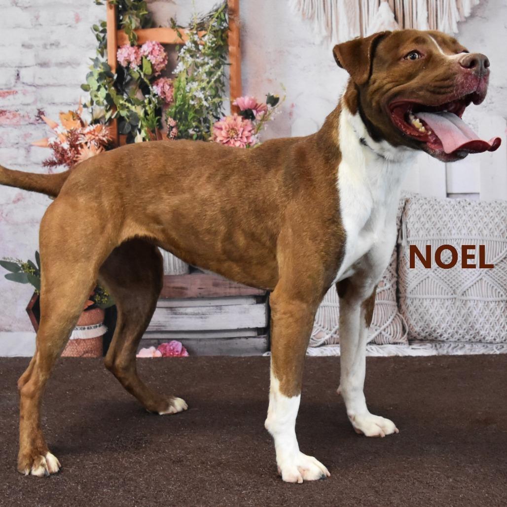 Noel, Adoptable, Adult Female Pit Bull Terrier.