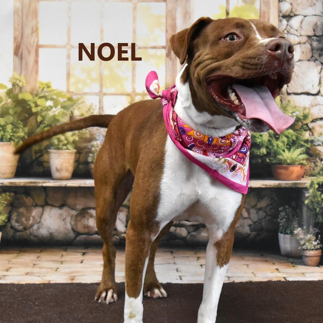 Enlarge Noel, a Adoptable Pit Bull Terrier in Yuma, AZ image 1/2