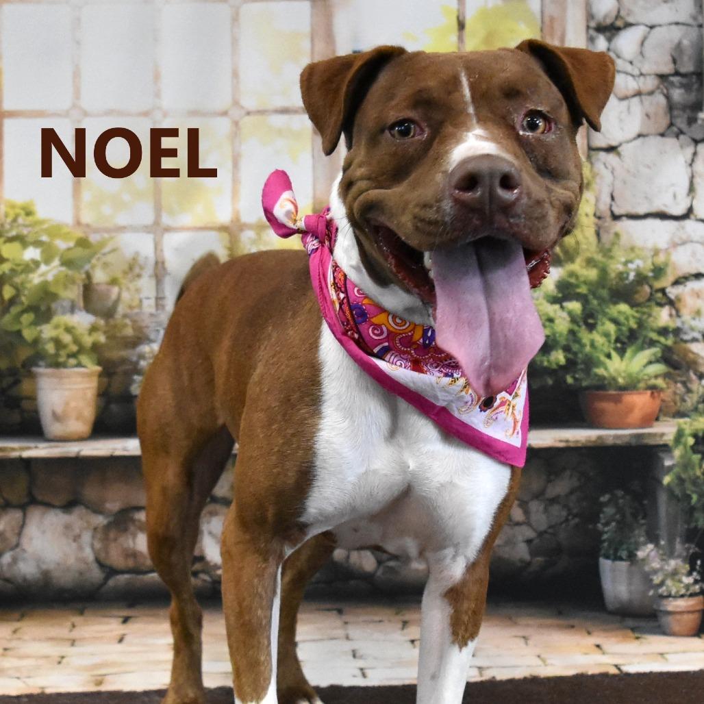 Enlarge Noel, a Adoptable Pit Bull Terrier in Yuma, AZ image 2/2