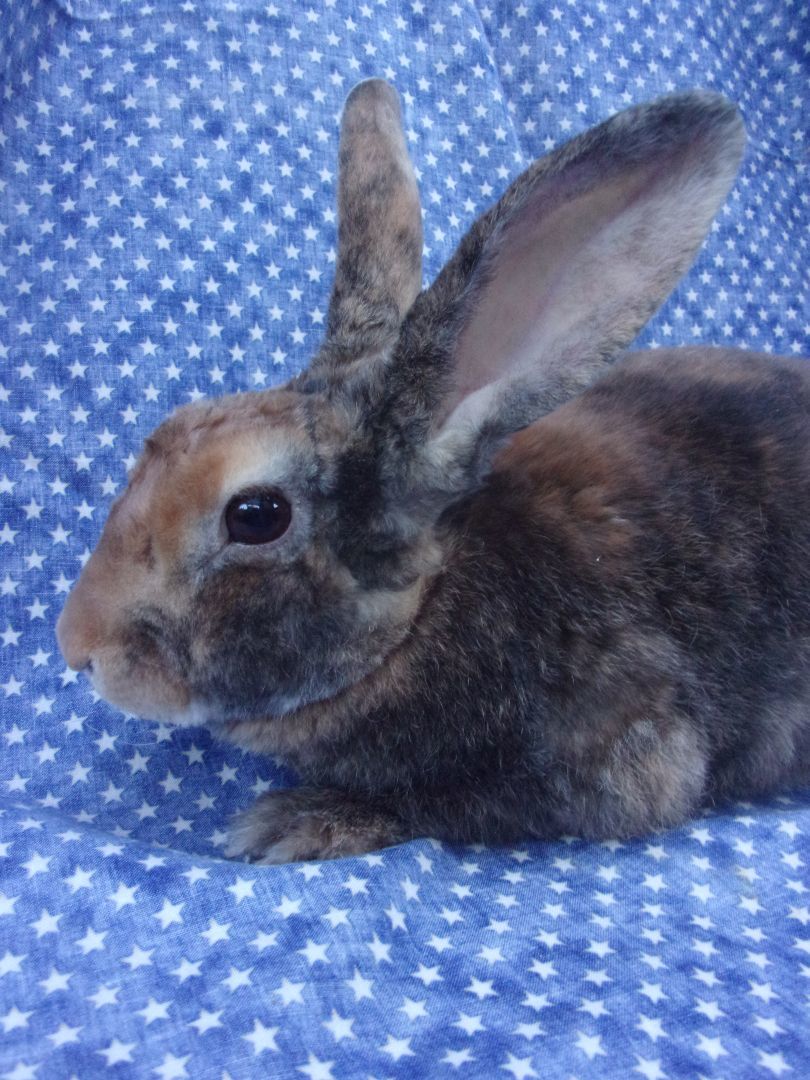 Enlarge Mella, a Adoptable Harlequin in Goleta, CA image 1/1