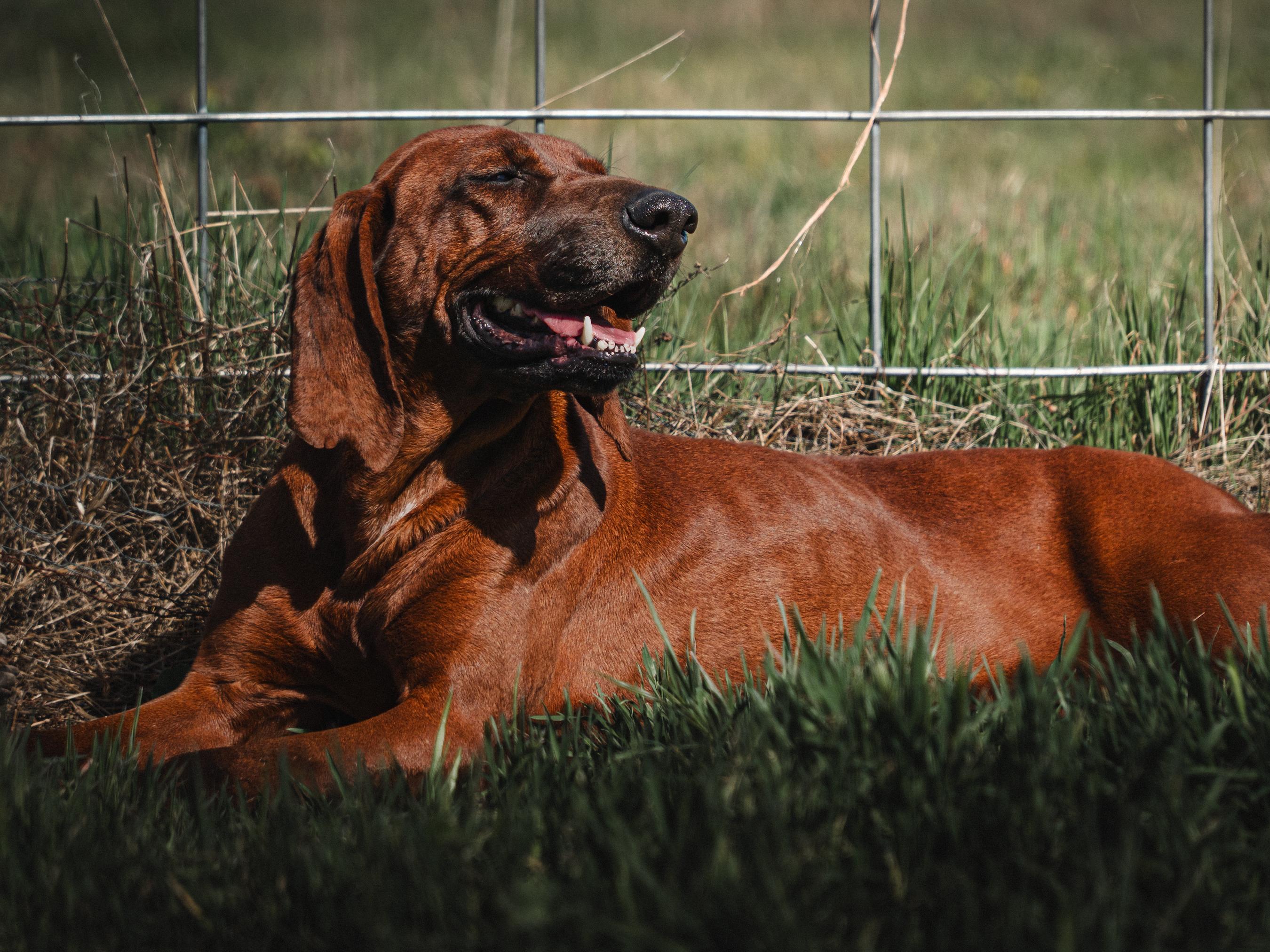 Freya the Magnificent, Adopted, Adult Female Redbone Coonhound.