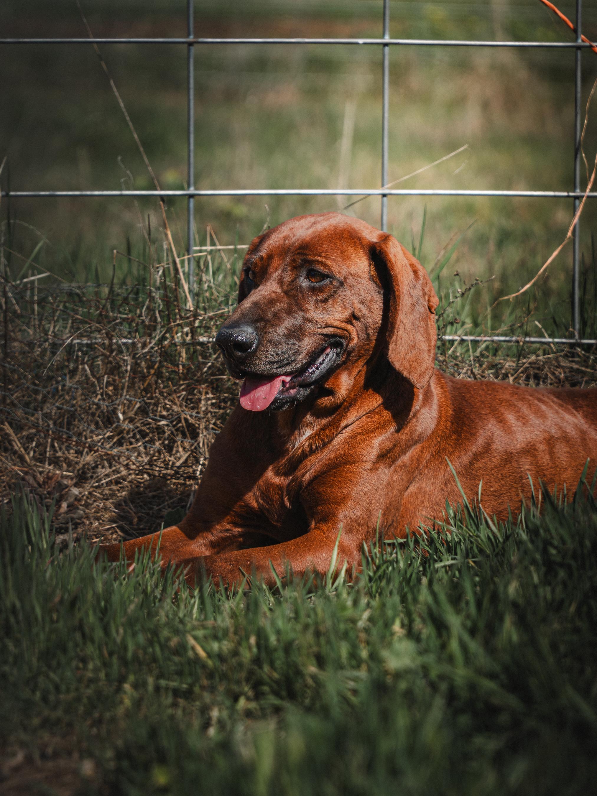 Enlarge Freya the Magnificent, a Adopted Redbone Coonhound in Reno, NV image 3/5