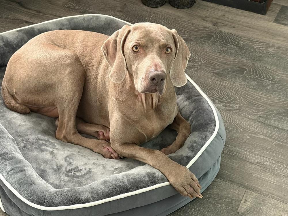 Enlarge Molly SA, a Adoptable Weimaraner in Dallas, TX image 1/6