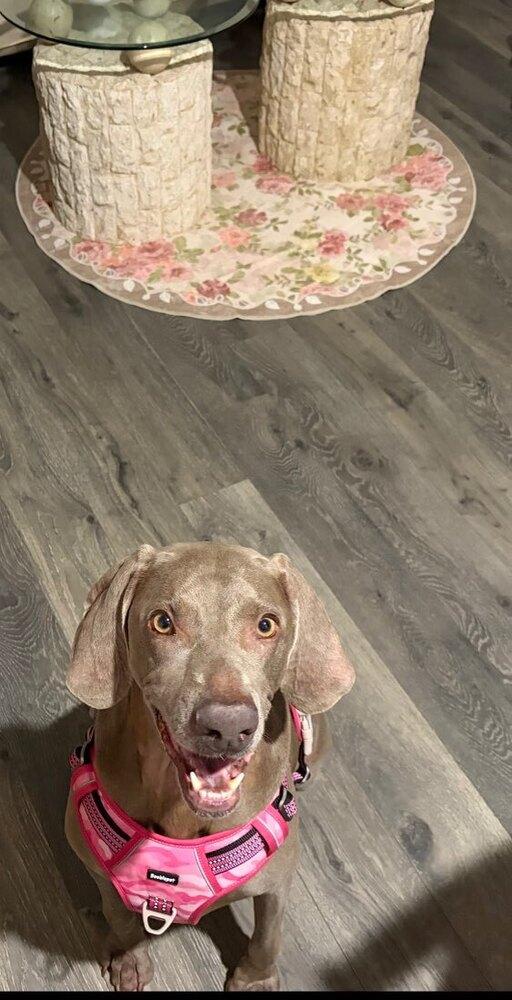 Enlarge Molly SA, a Adoptable Weimaraner in Dallas, TX image 2/6