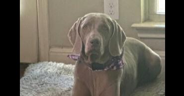 Enlarge Molly SA, a Adoptable Weimaraner in Dallas, TX image 3/6