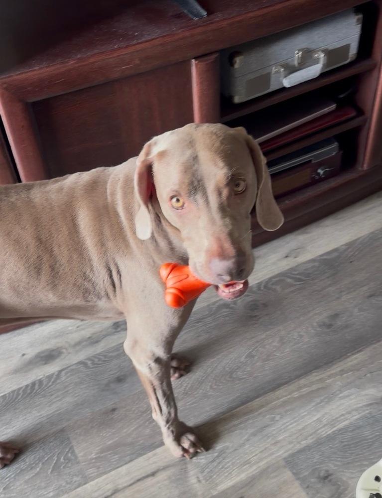 Enlarge Molly SA, a Adoptable Weimaraner in Dallas, TX image 4/6