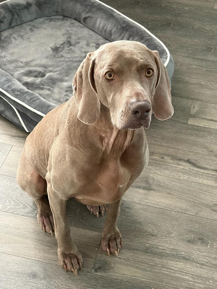 Enlarge Molly SA, a Adoptable Weimaraner in Dallas, TX image 5/6