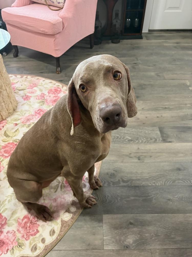 Enlarge Molly SA, a Adoptable Weimaraner in Dallas, TX image 6/6