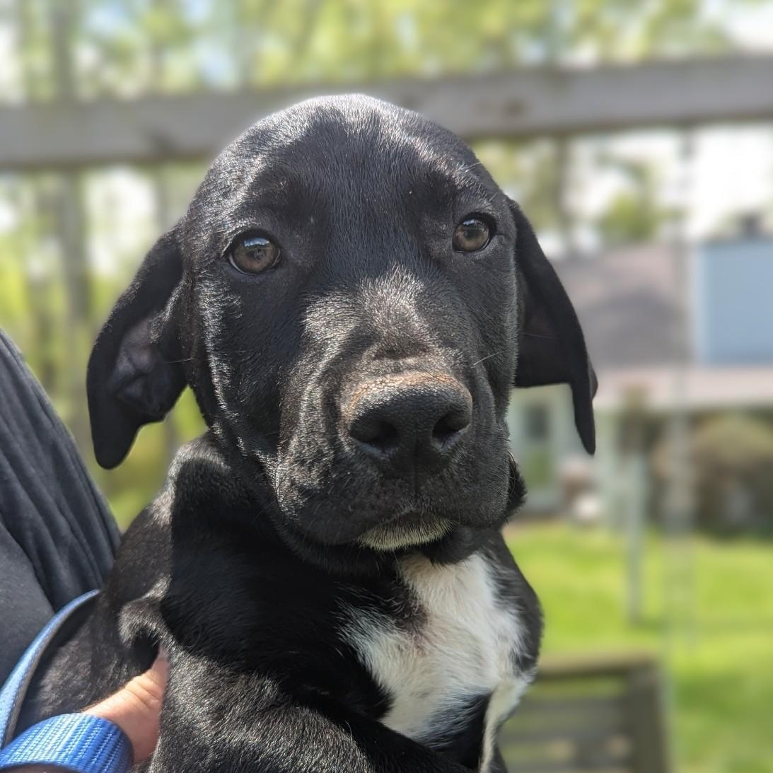 Enlarge Bandit, a ADOPTABLE mixed breed in Milner, GA image 2/2