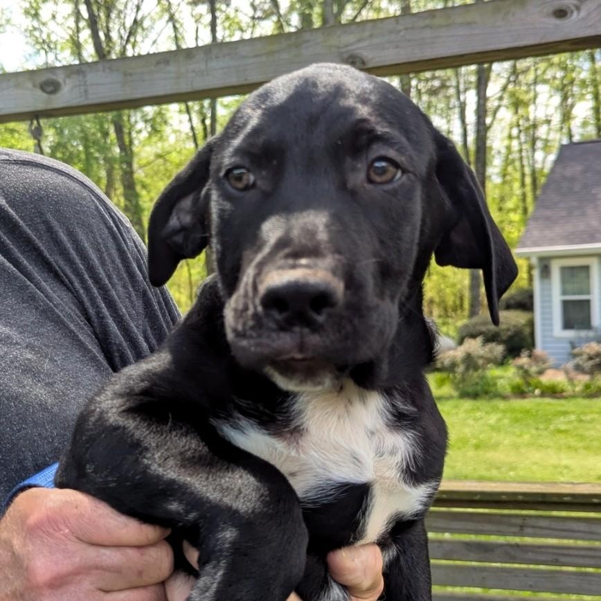 Bandit, ADOPTABLE, Puppy Male Hound & Labrador Retriever.