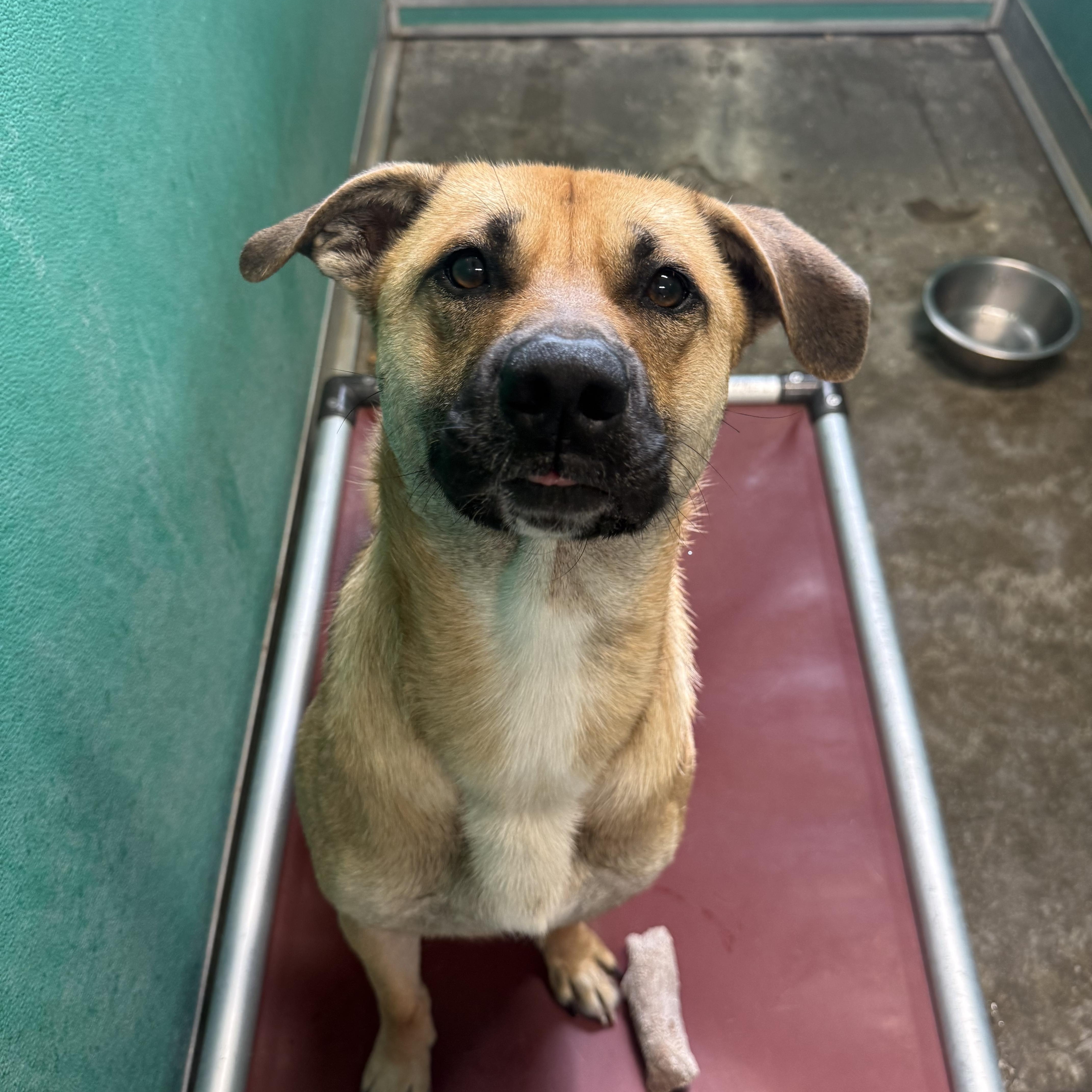 Sullivan, ADOPTABLE, Young Male Shepherd.