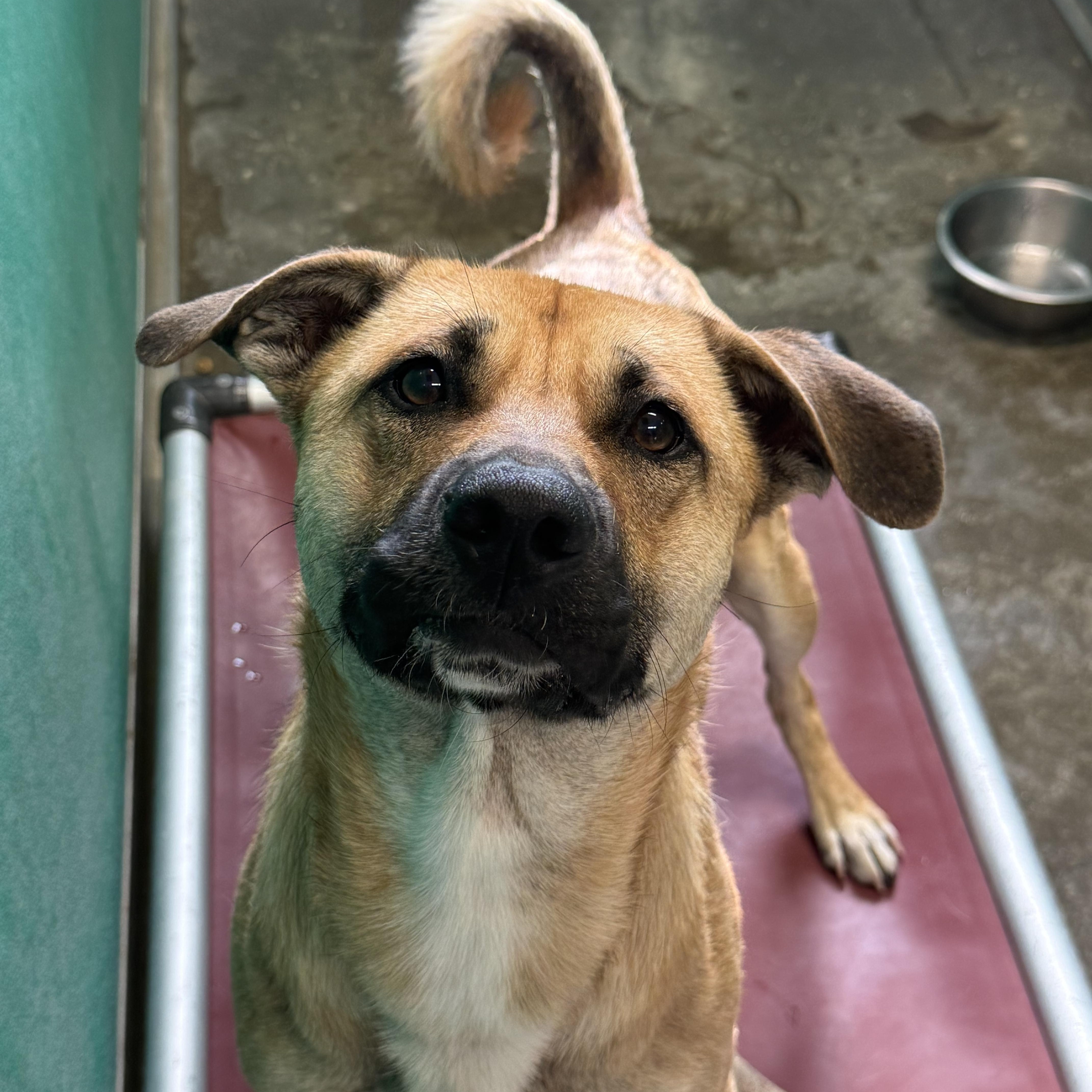 Enlarge Sullivan, a ADOPTABLE Shepherd in Hiawatha, KS image 2/2