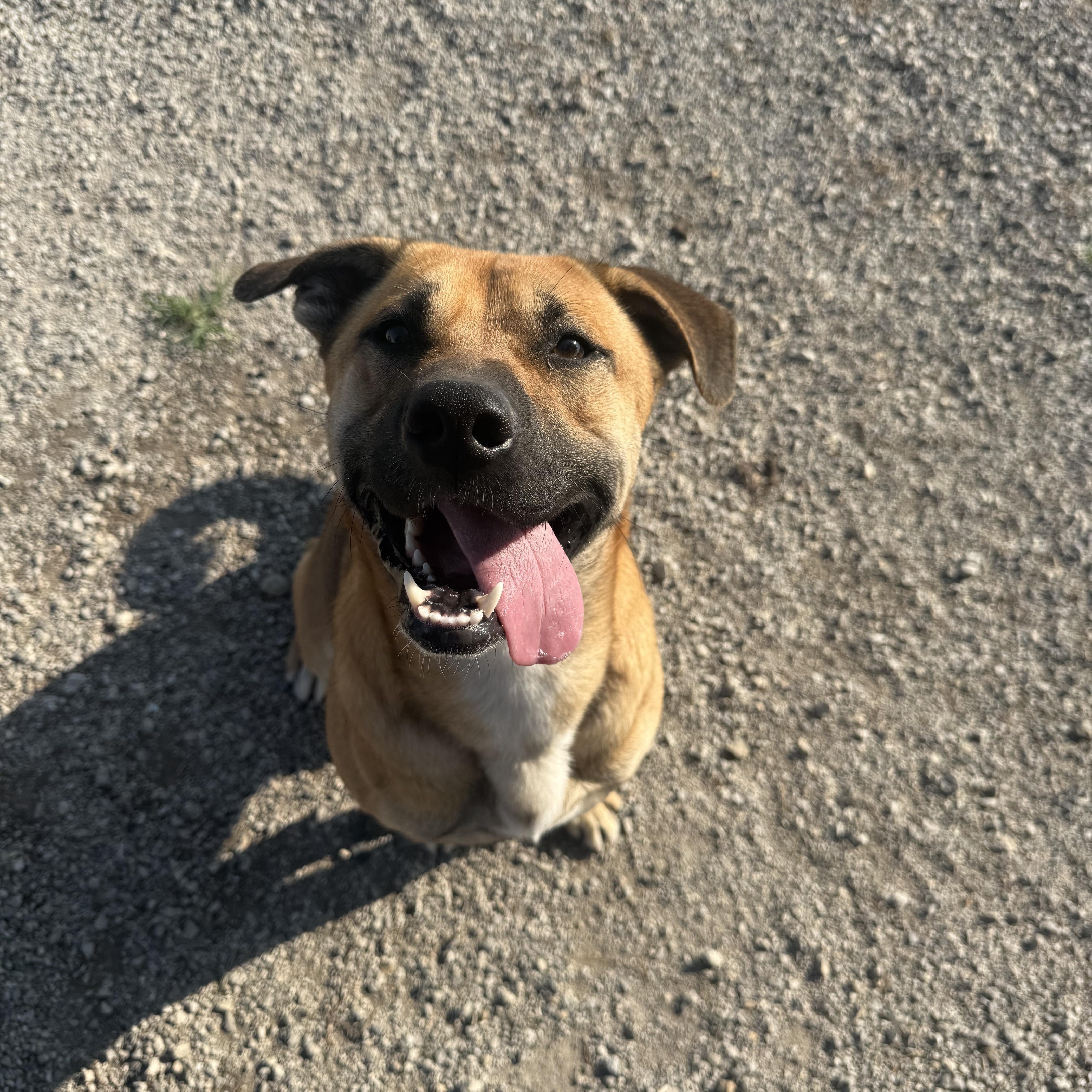 Enlarge Sullivan, a Adoptable Shepherd in Hiawatha, KS image 1/4