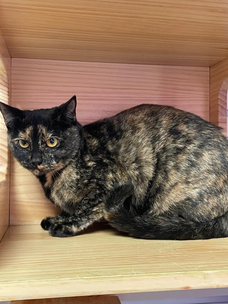 Renata, Adoptable, Adult Female Domestic Short Hair.