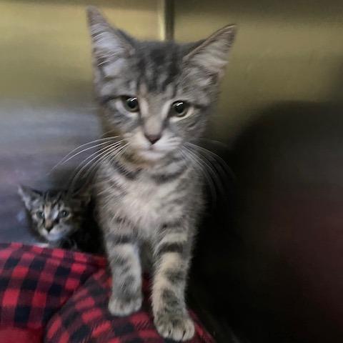 California, Adoptable, Kitten Female Domestic Short Hair.