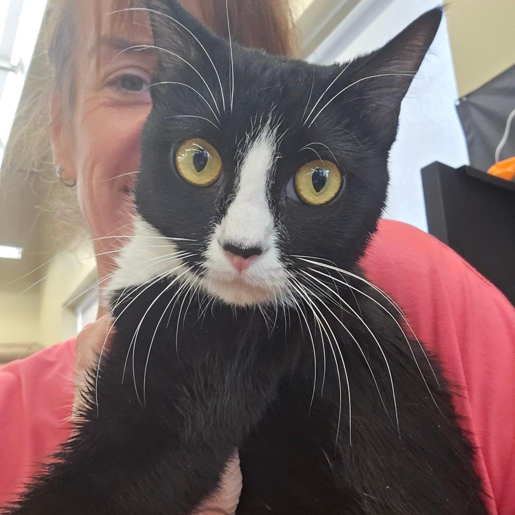 Enlarge Pepper, a Adoptable Domestic Short Hair in Bessemer, AL image 1/6