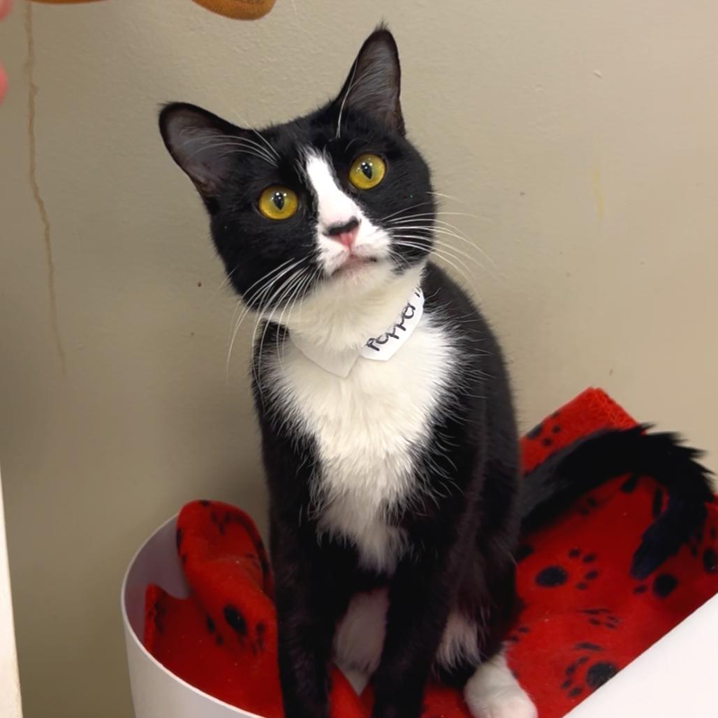 Enlarge Pepper, a Adoptable Domestic Short Hair in Bessemer, AL image 2/6