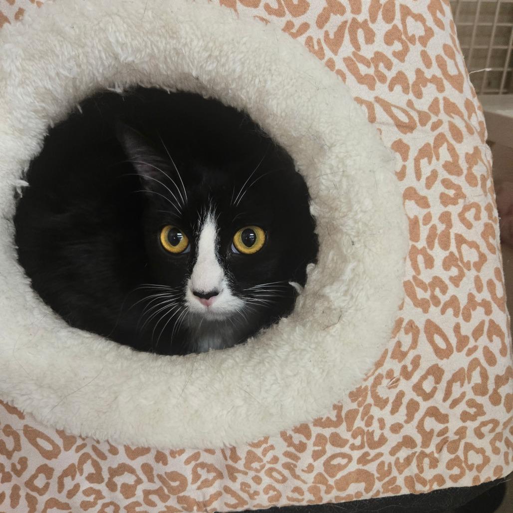 Enlarge Pepper, a Adoptable Domestic Short Hair in Bessemer, AL image 3/6