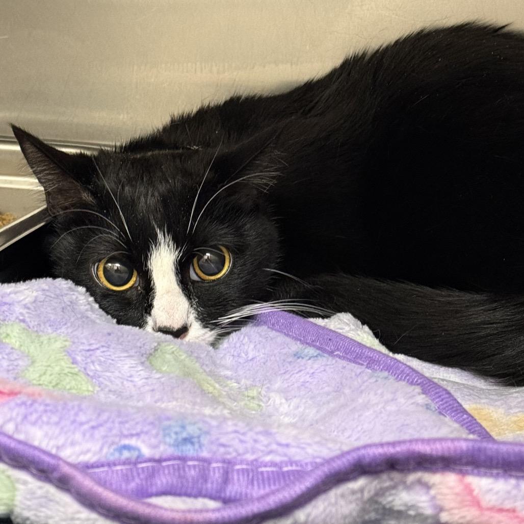 Enlarge Pepper, a Adoptable Domestic Short Hair in Bessemer, AL image 4/6