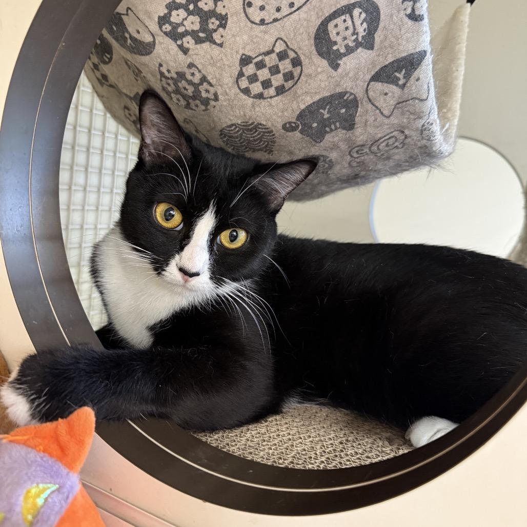 Enlarge Pepper, a Adoptable Domestic Short Hair in Bessemer, AL image 5/6