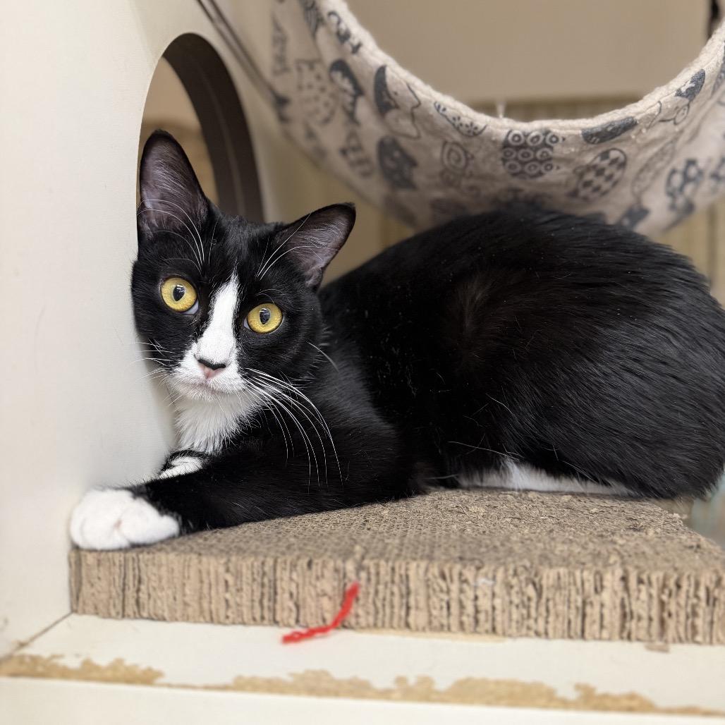 Enlarge Pepper, a Adoptable Domestic Short Hair in Bessemer, AL image 6/6