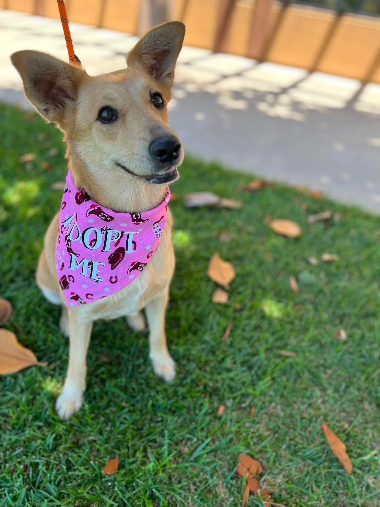 Enlarge Winnie, a ADOPTABLE mixed breed in Temecula, CA image 6/6