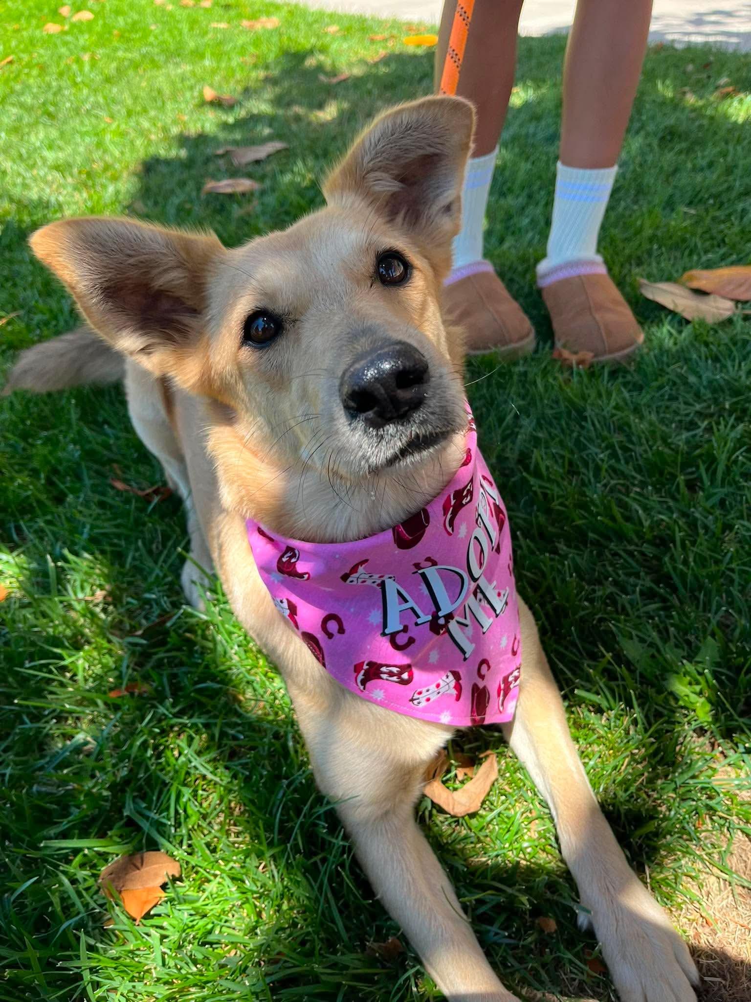 Enlarge Winnie, a ADOPTABLE mixed breed in Temecula, CA image 1/6