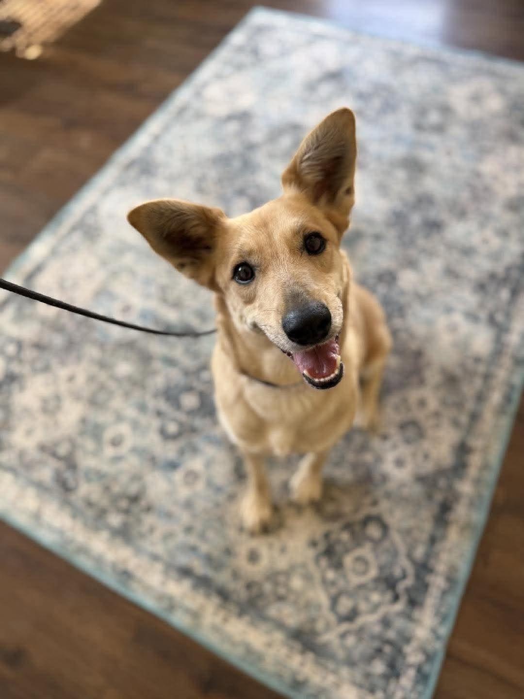 Enlarge Winnie, a ADOPTABLE mixed breed in Temecula, CA image 3/6