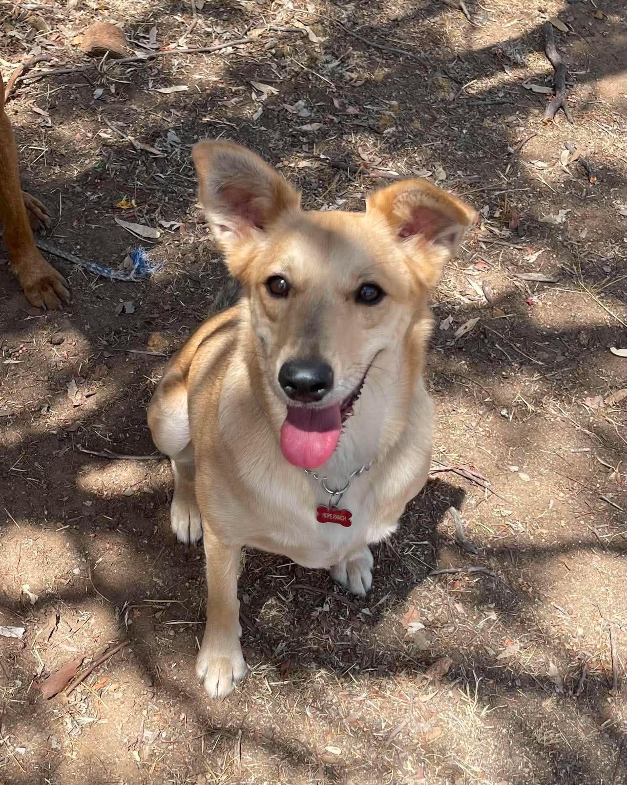Enlarge Winnie, a ADOPTABLE mixed breed in Temecula, CA image 2/6