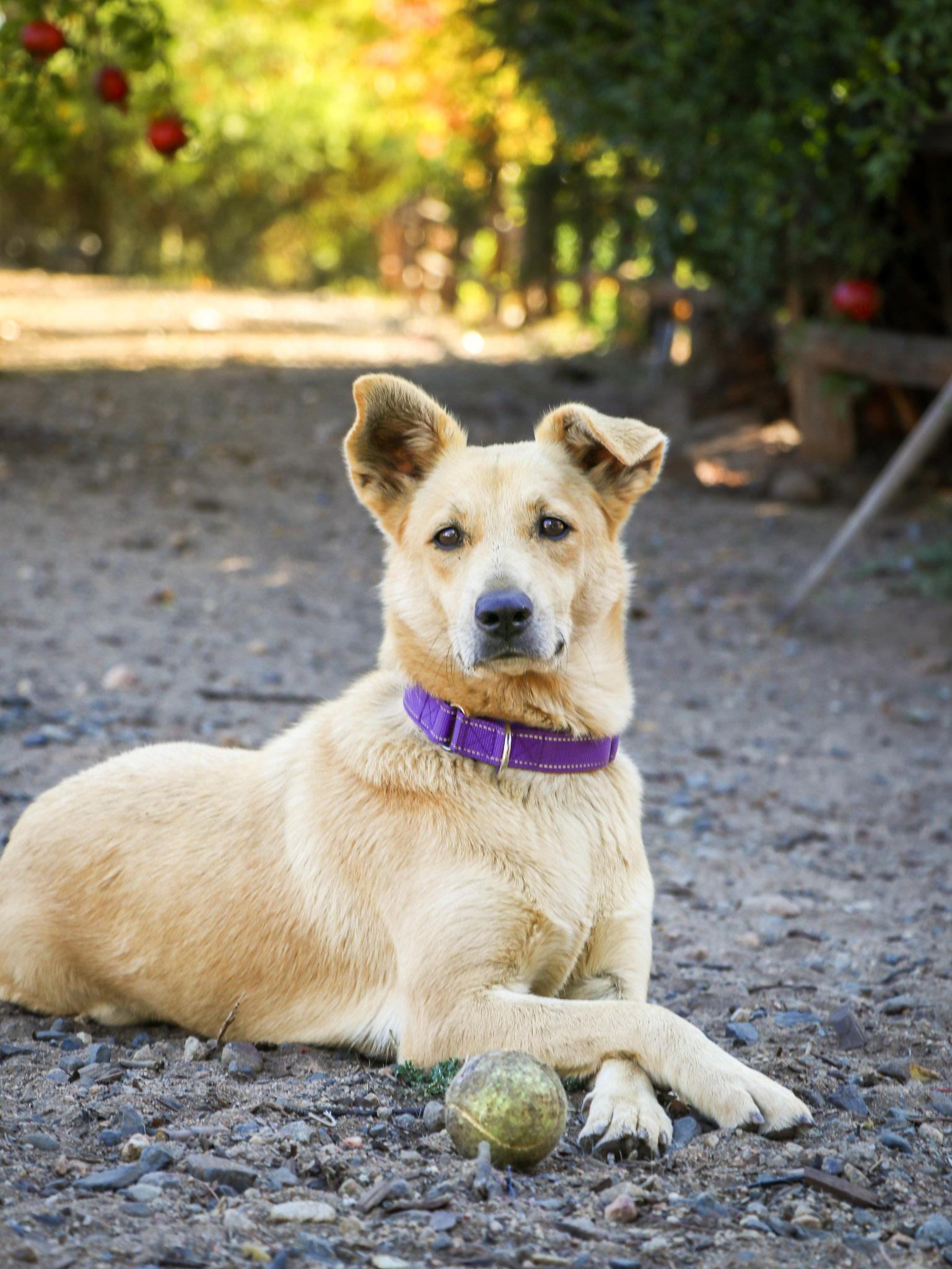 Enlarge Winnie, a Adoption Pending mixed breed in Temecula, CA image 1/6