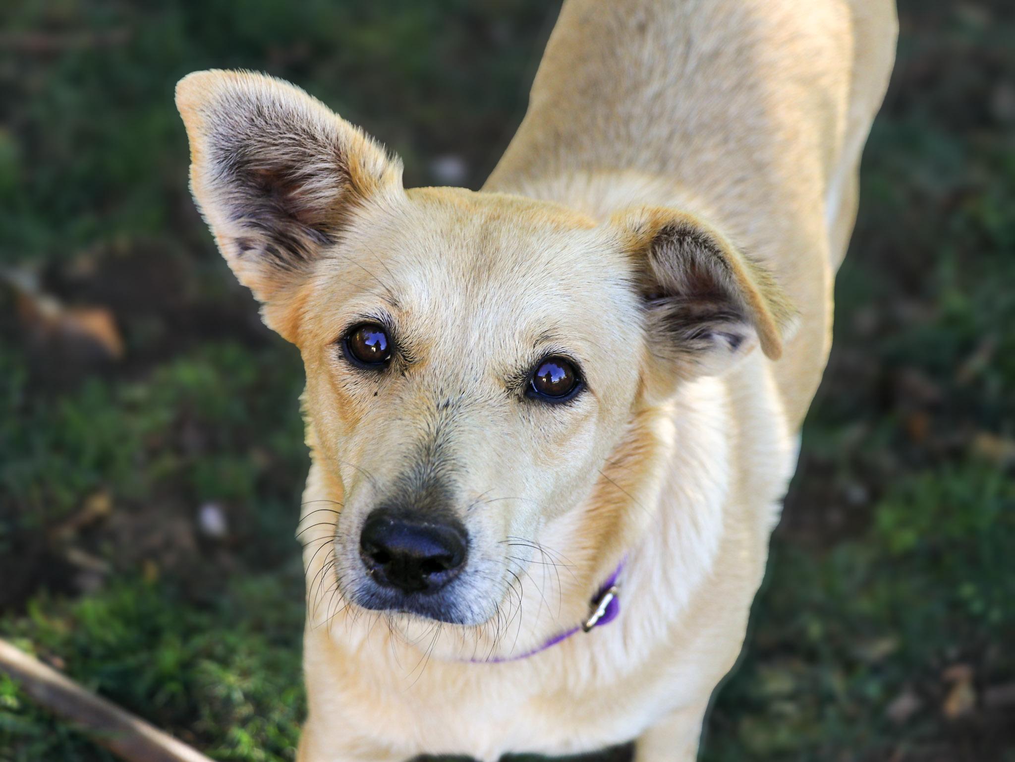 Enlarge Winnie, a Adoption Pending mixed breed in Temecula, CA image 6/6