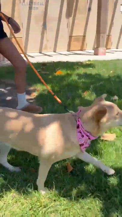 Enlarge Winnie, a ADOPTABLE mixed breed in Temecula, CA video 5/6