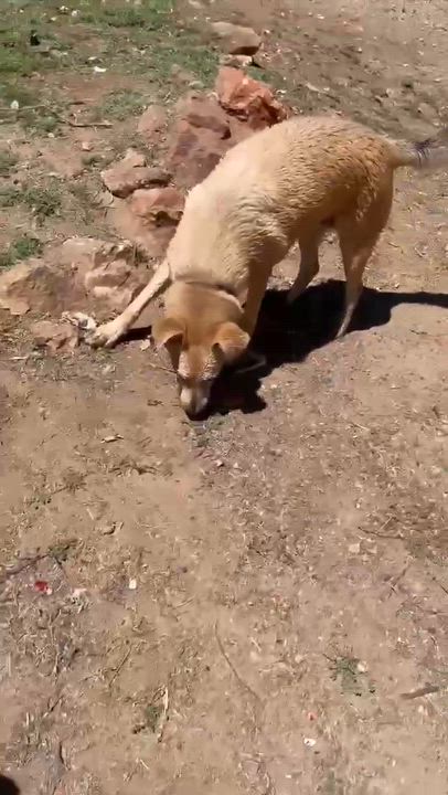 Enlarge Winnie, a ADOPTABLE mixed breed in Temecula, CA video 4/6