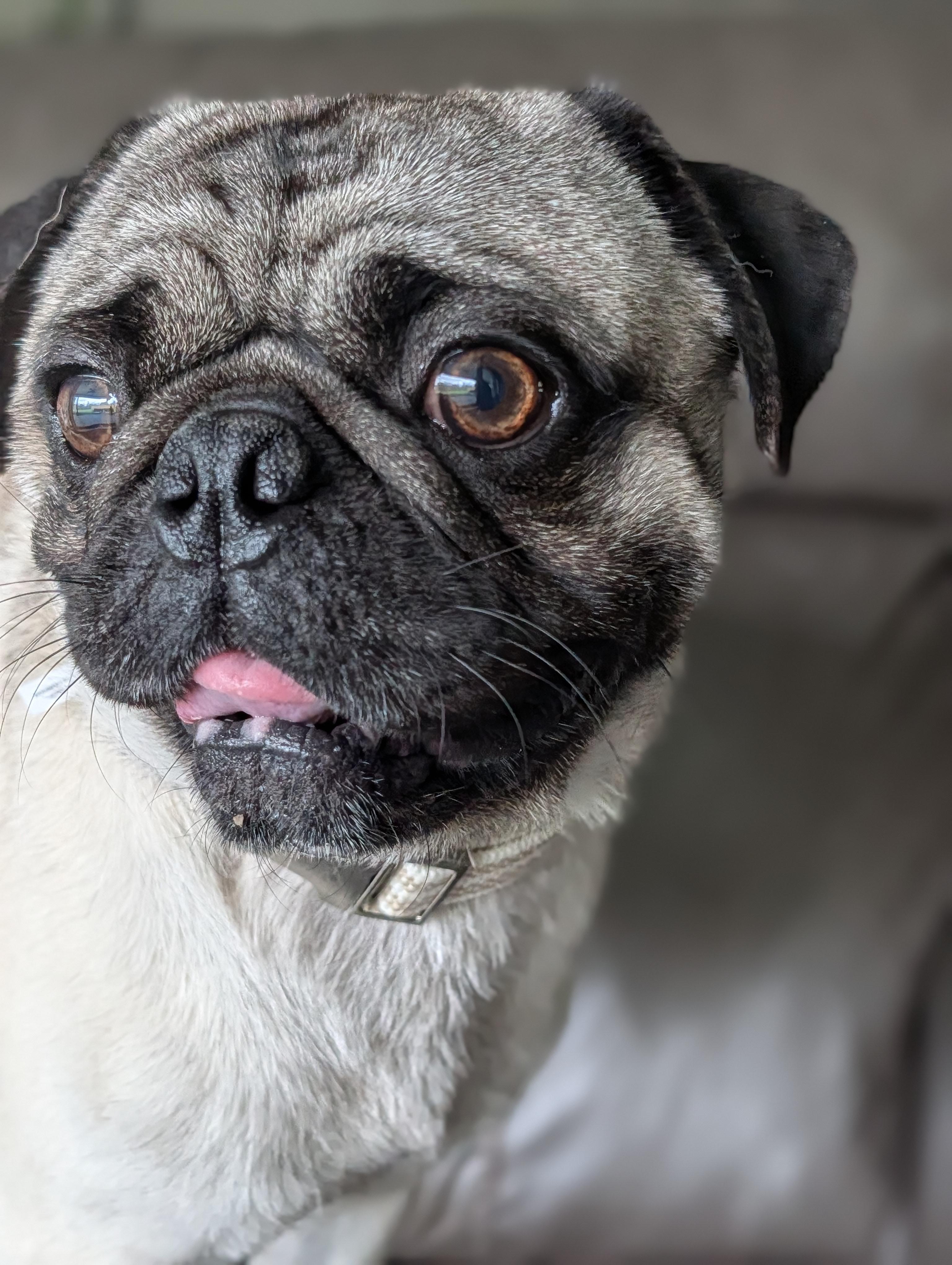 Enlarge Buford, a Adoptable Pug in Baton Rouge, LA image 2/6