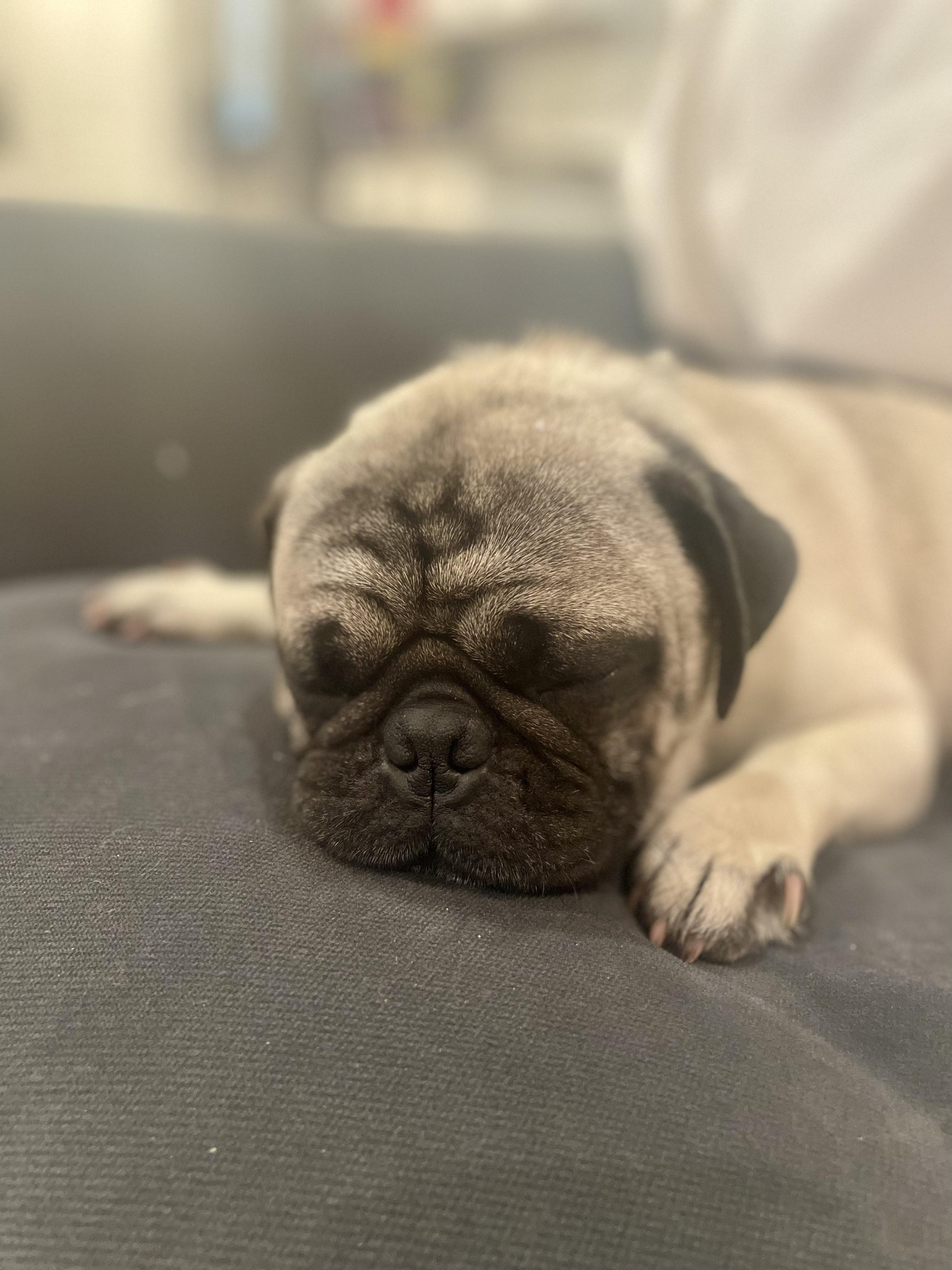 Enlarge Buford, a Adoptable Pug in Baton Rouge, LA image 4/6