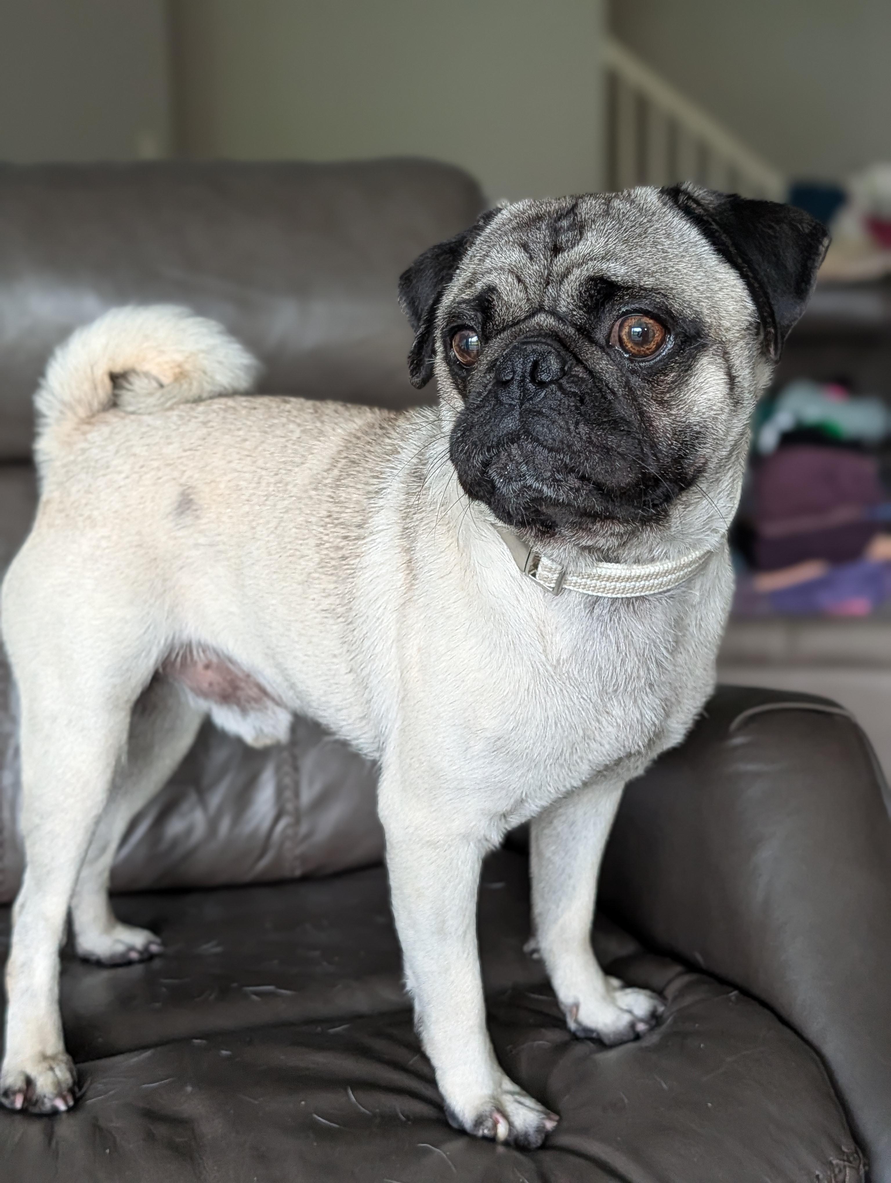 Enlarge Buford, a Adoptable Pug in Baton Rouge, LA image 6/6