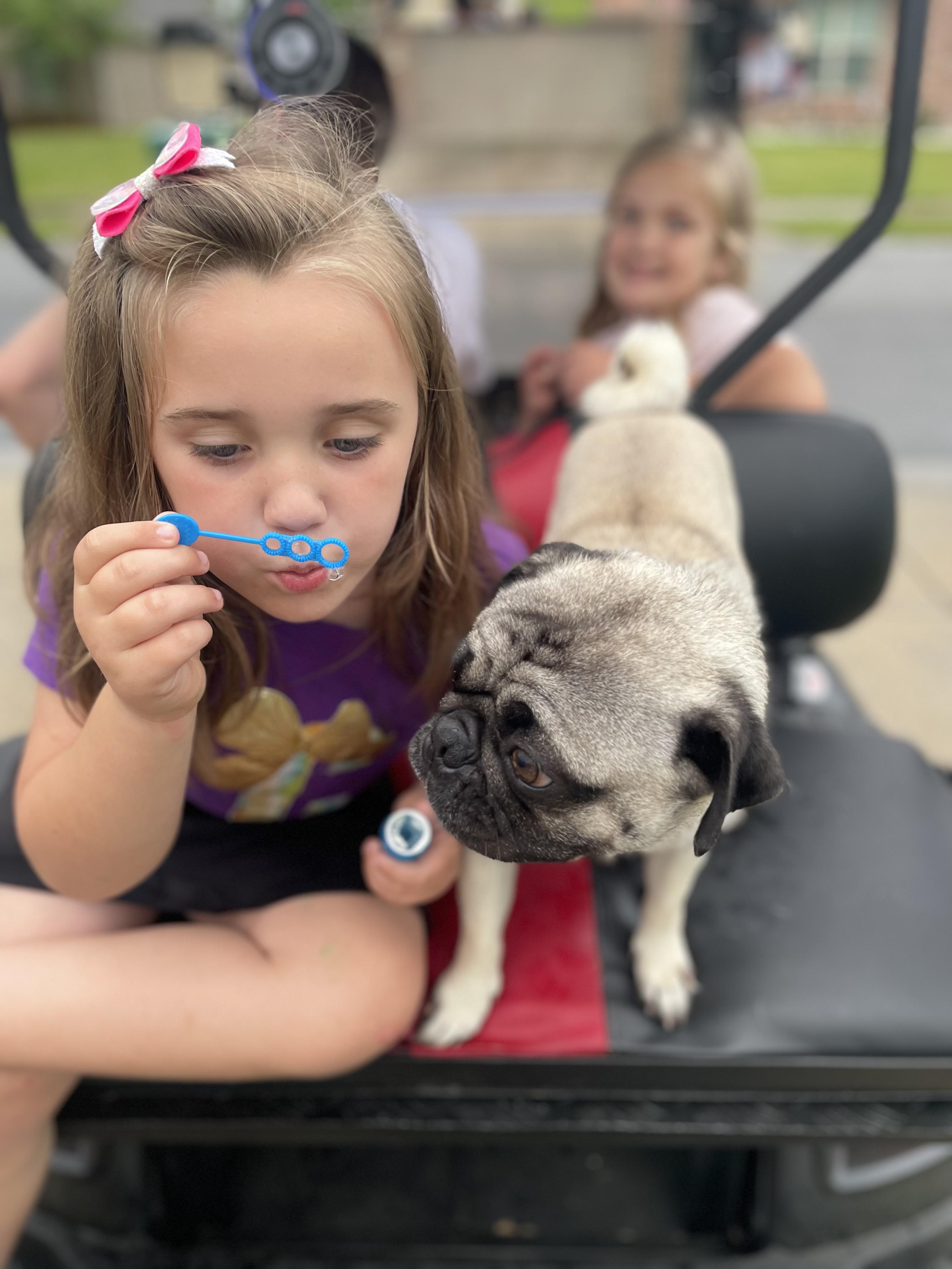 Enlarge Buford, a Adoptable Pug in Baton Rouge, LA image 3/6