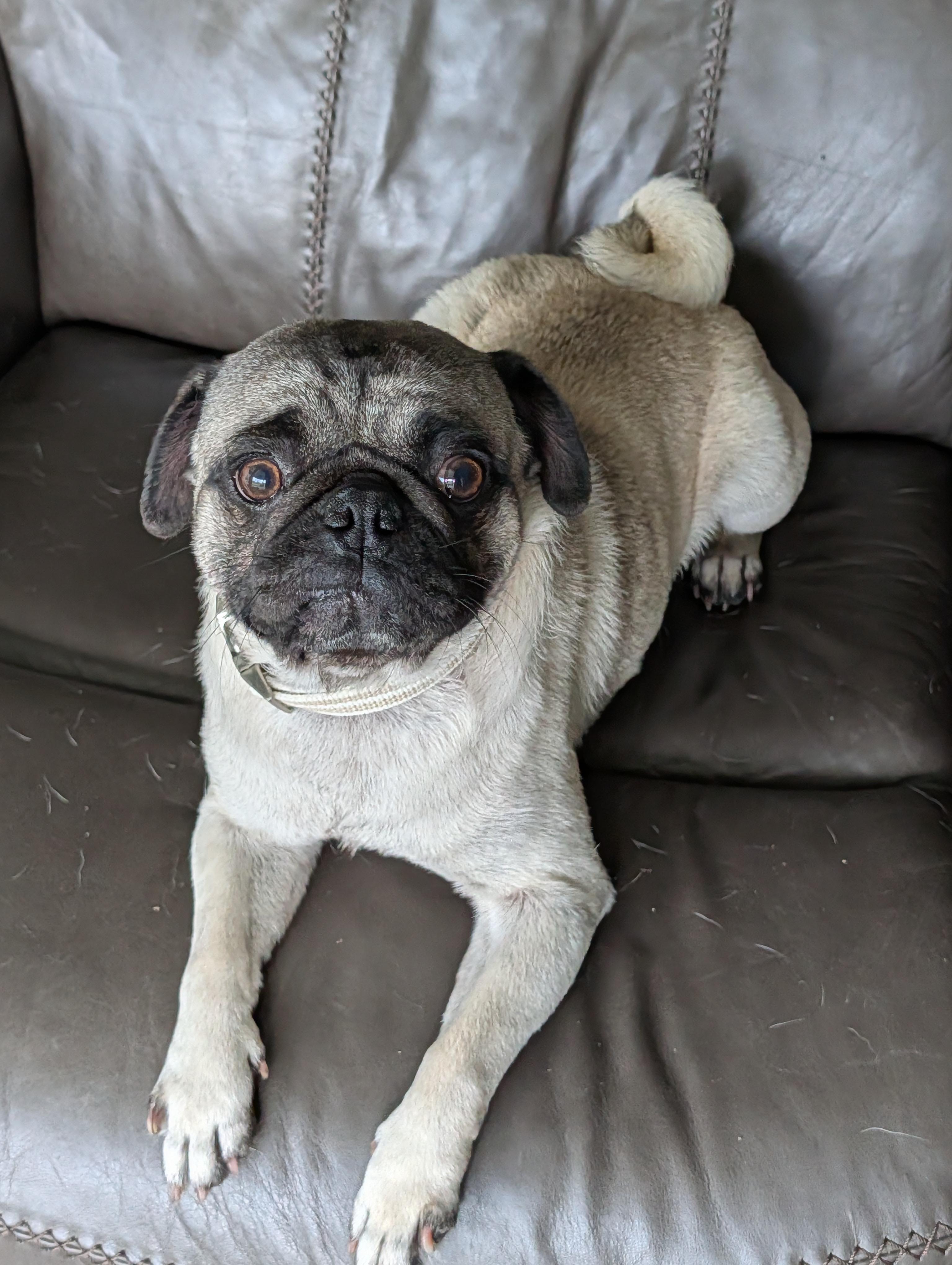 Enlarge Buford, a Adoptable Pug in Baton Rouge, LA image 1/6