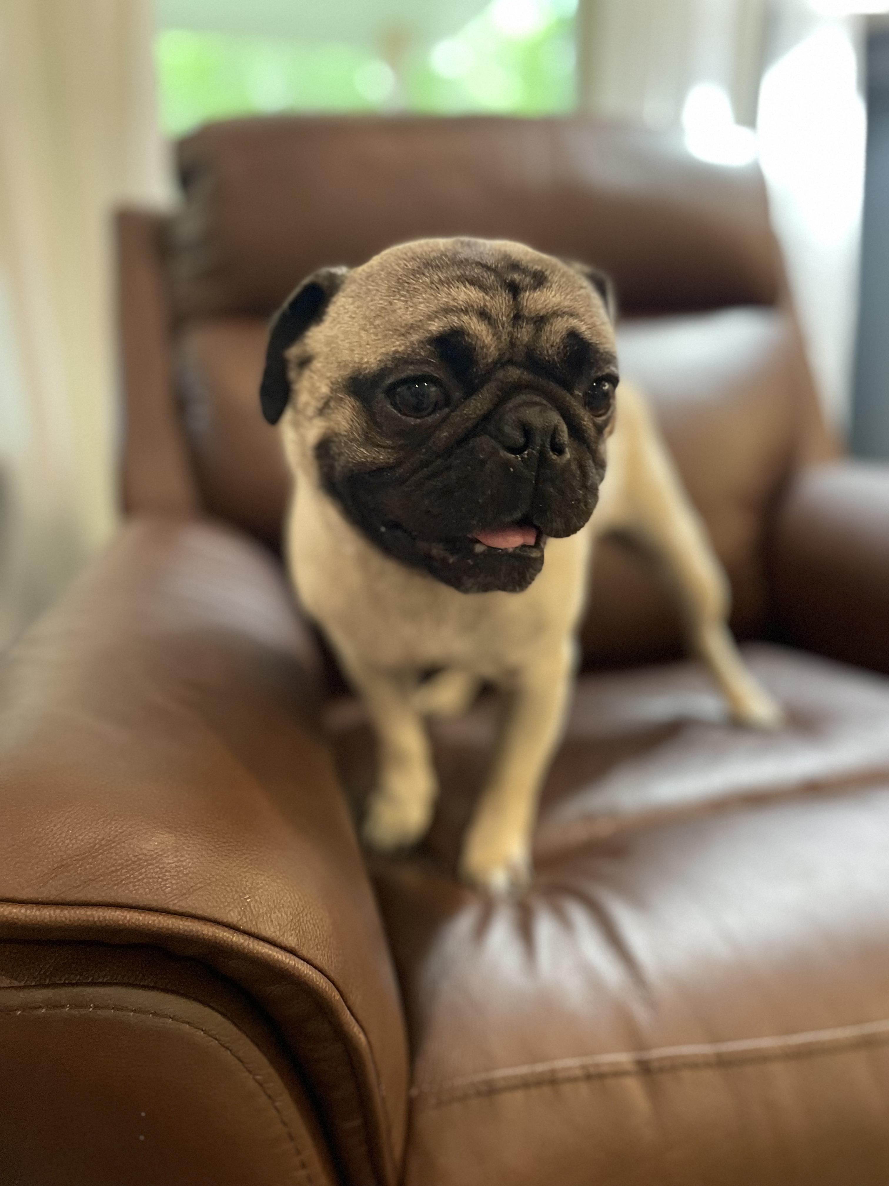 Enlarge Buford, a Adoptable Pug in Baton Rouge, LA image 5/6