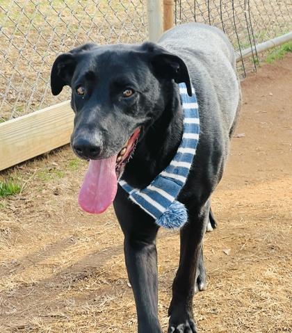 Enlarge Auggie $85, a Adoptable mixed breed in Seneca, SC image 1/3