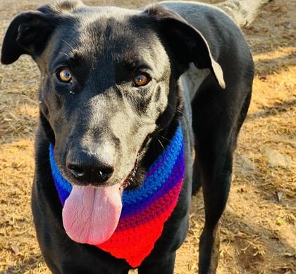 Enlarge Auggie $85, a Adoptable mixed breed in Seneca, SC image 2/3