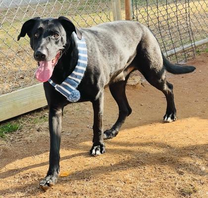 Enlarge Auggie $85, a Adoptable mixed breed in Seneca, SC image 3/3