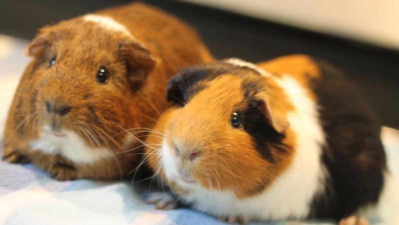 Enlarge Camouflage and Cinnamon, a Adoptable Guinea Pig in Budd Lake, NJ image 6/6