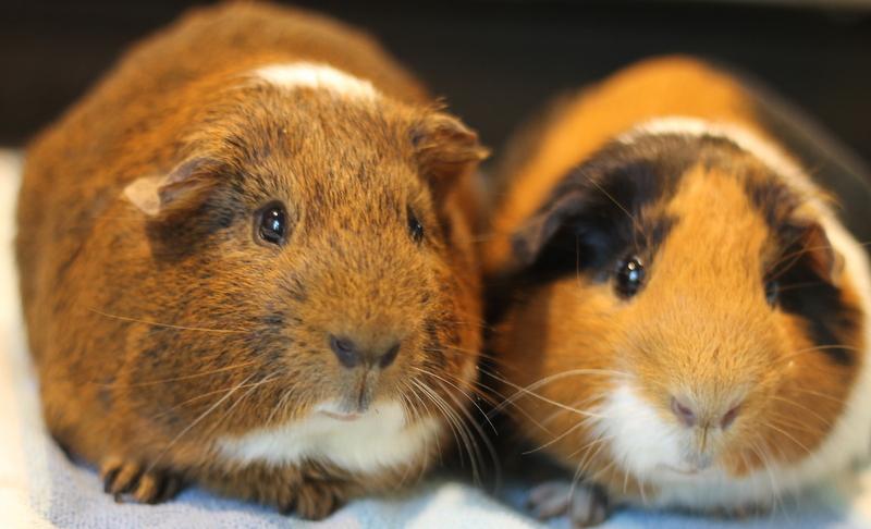 Camouflage and Cinnamon, Adult Male Guinea Pig