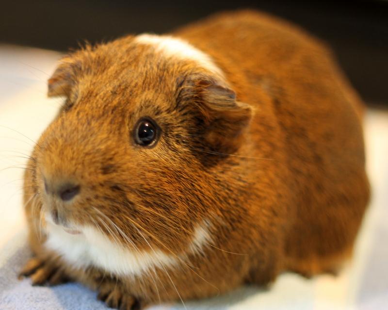 Enlarge Camouflage and Cinnamon, a Adoptable Guinea Pig in Budd Lake, NJ image 5/6