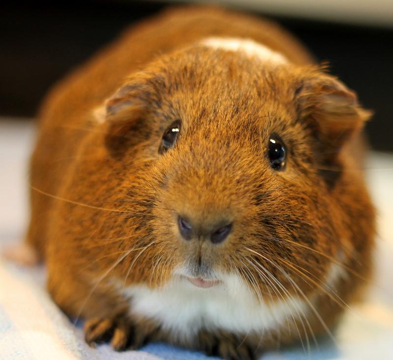 Enlarge Camouflage and Cinnamon, a Adoptable Guinea Pig in Budd Lake, NJ image 4/6