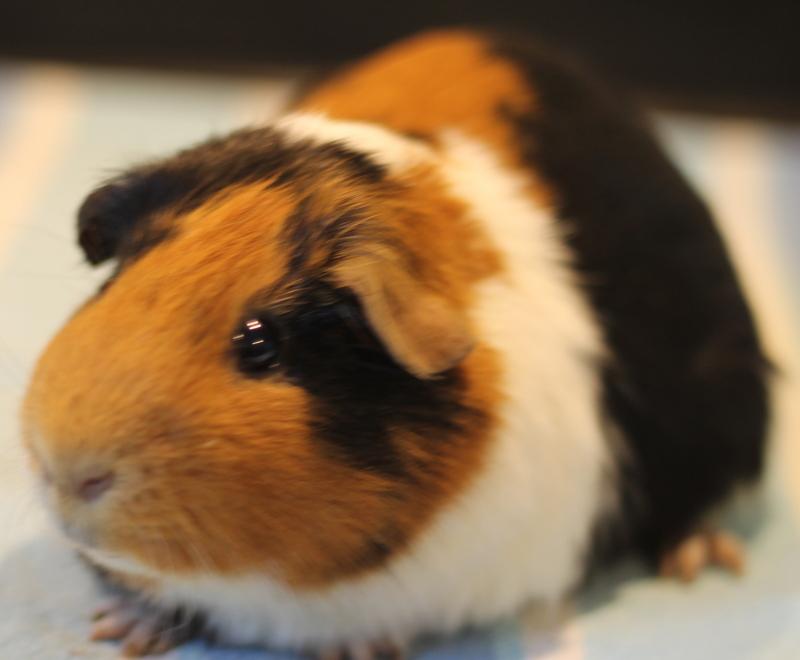 Enlarge Camouflage and Cinnamon, a Adoptable Guinea Pig in Budd Lake, NJ image 2/6