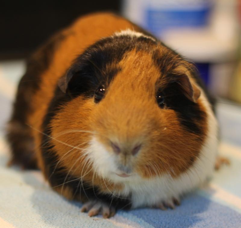 Enlarge Camouflage and Cinnamon, a Adoptable Guinea Pig in Budd Lake, NJ image 3/6